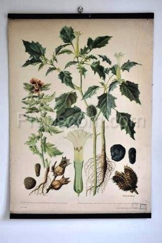 School poster - Thistle