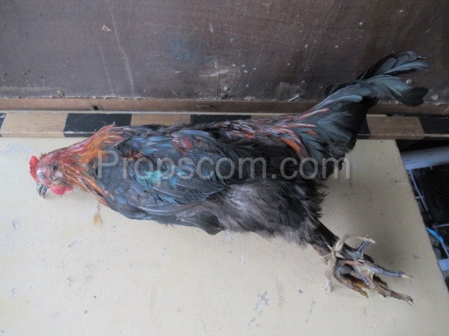 Rooster - Domestic chicken