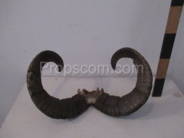 Mouflon horns?