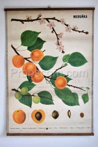 School poster - Apricot