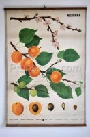 School poster - Apricot