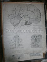 School poster - Brain