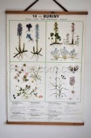 School poster - Plants