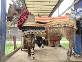 stuffed horse in life size
