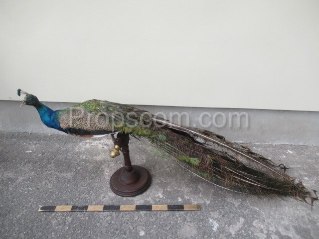 Crowned peacock