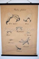 School poster - Birds feet