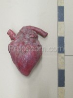 Lidské srdce - rekvizita