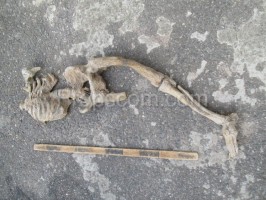 Part of the human skeleton