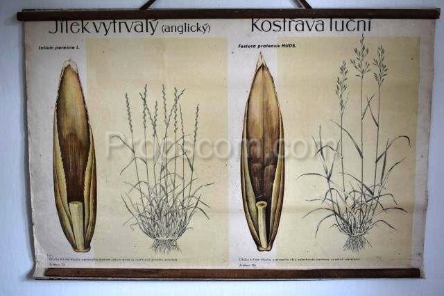 School poster - Grasses