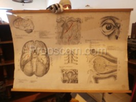 School poster - Brain and sight