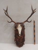 Hirsch - Jagdtrophäe