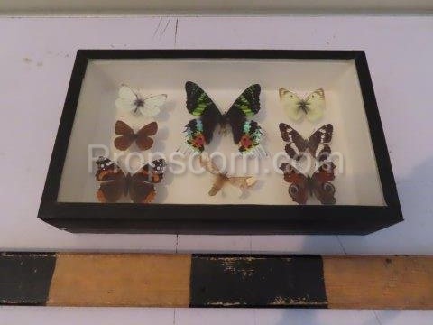 Butterfly collection