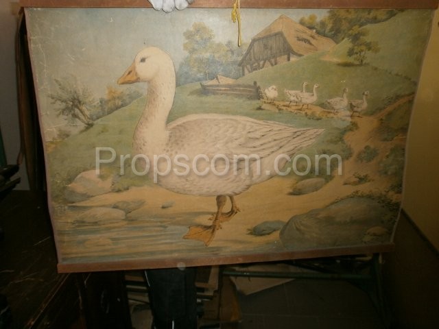 School poster - Domestic goose