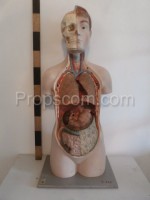 The human body - an educational model