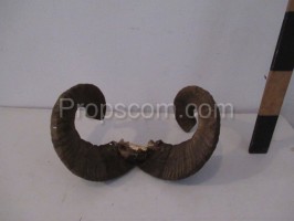 Mouflon horn?