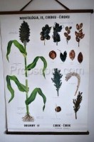 School poster - Sorghum