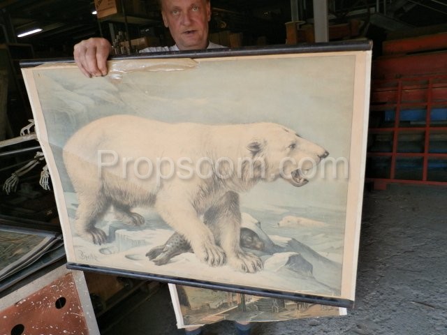 Školní plakát – Medvěd lední