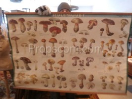 School poster - Mushrooms
