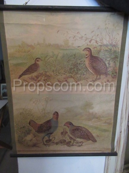 School poster - partridges