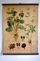 School poster - Plants