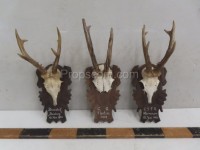 Roe deer - hunting trophy