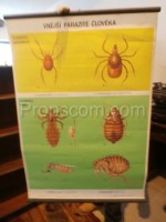 Školní plakát – Vnější parazité
