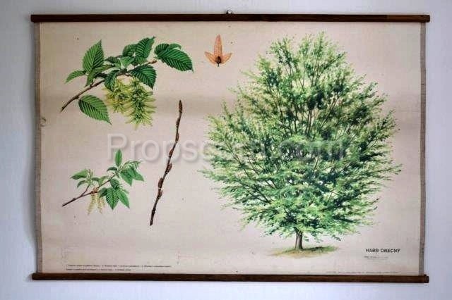 School poster - Hornbeam