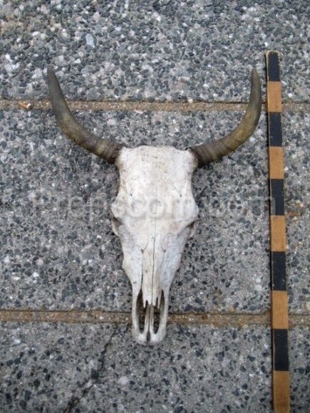 Cow skull