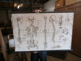 Human body skeleton - blind