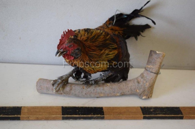 A stuffed rooster