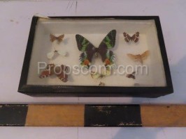 Butterfly collection