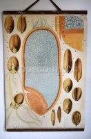 School poster - Anatomical structure of grain