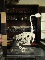 Skeleton of a life-size goose