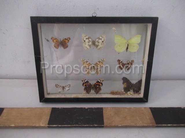 Butterfly collection