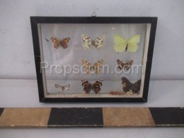 Schmetterlingssammlung