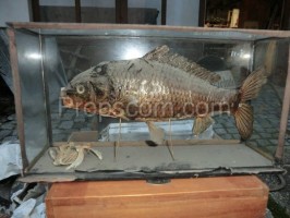 School educational model carp