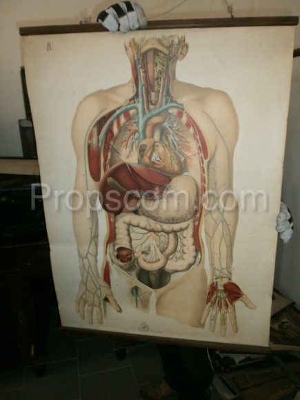 School poster - Abdominal cavity