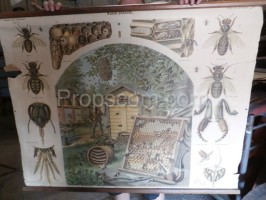 Školní plakát – Včely