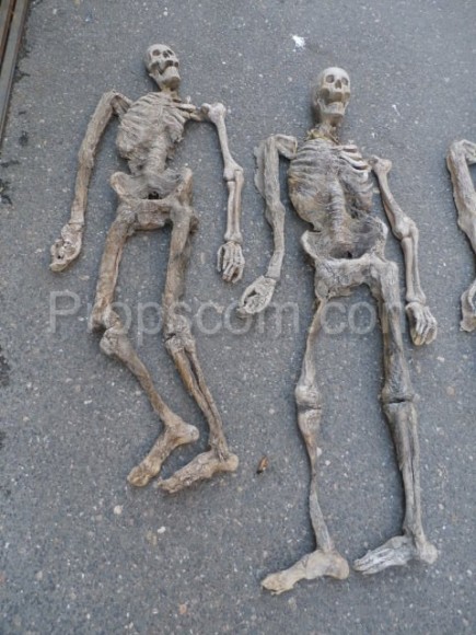 Human skeletons - props