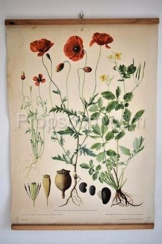 School poster - Poppies