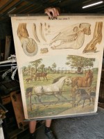 School poster - Horses