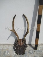 Deer - antlers