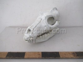 Animal skull