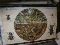 School poster - Beetles