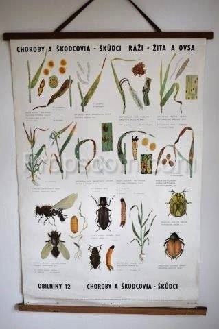School poster - Diseases and pests of wheat and rye