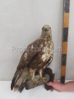 Buzzard on the wall