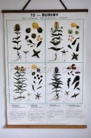 School poster - Plants