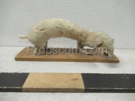 weasel ermine