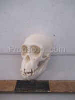 Skull human development