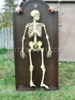 Human skeleton - educational model